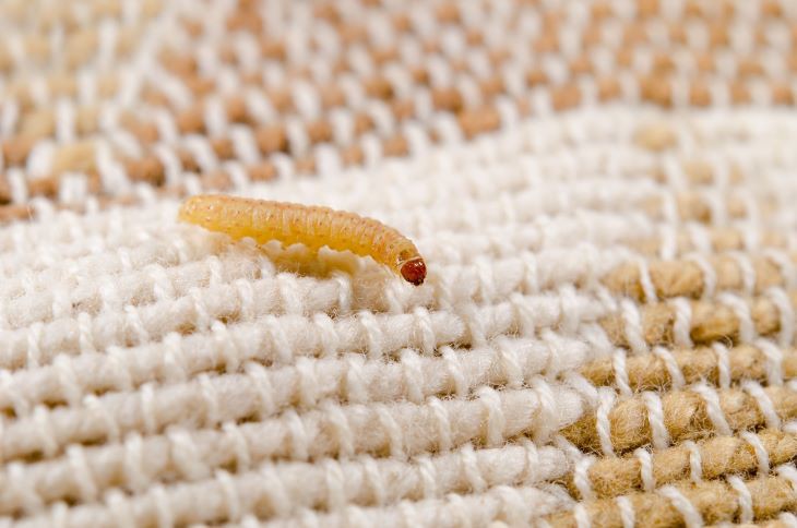 Larve van de bruine huismot Afbeelding